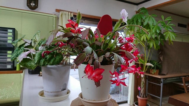 todaysmasaoka_20180105-01.jpg