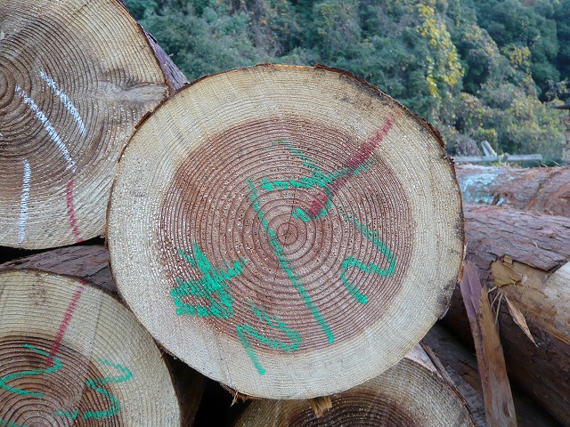 良質な杉材の原木2