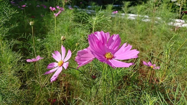 todaysmasaoka_20200821.jpg