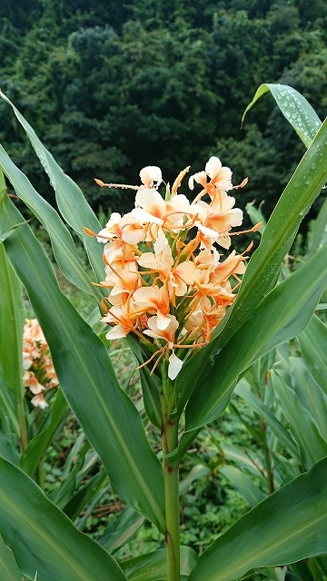 todaysmasaoka_20211015.jpg