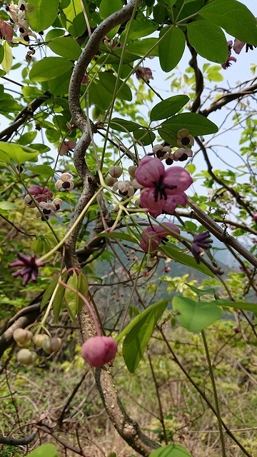 todaysmasaoka_20220525-01.jpg