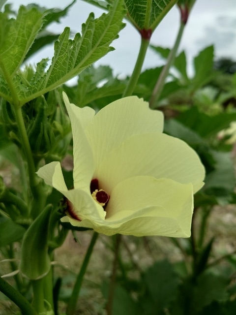 todaysmasaoka_20260902.jpg